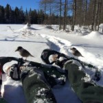 Gray Jays, one of the north country's most charming solicitors of treats, visiting my spouse and me in Algonquin Provincial Park.