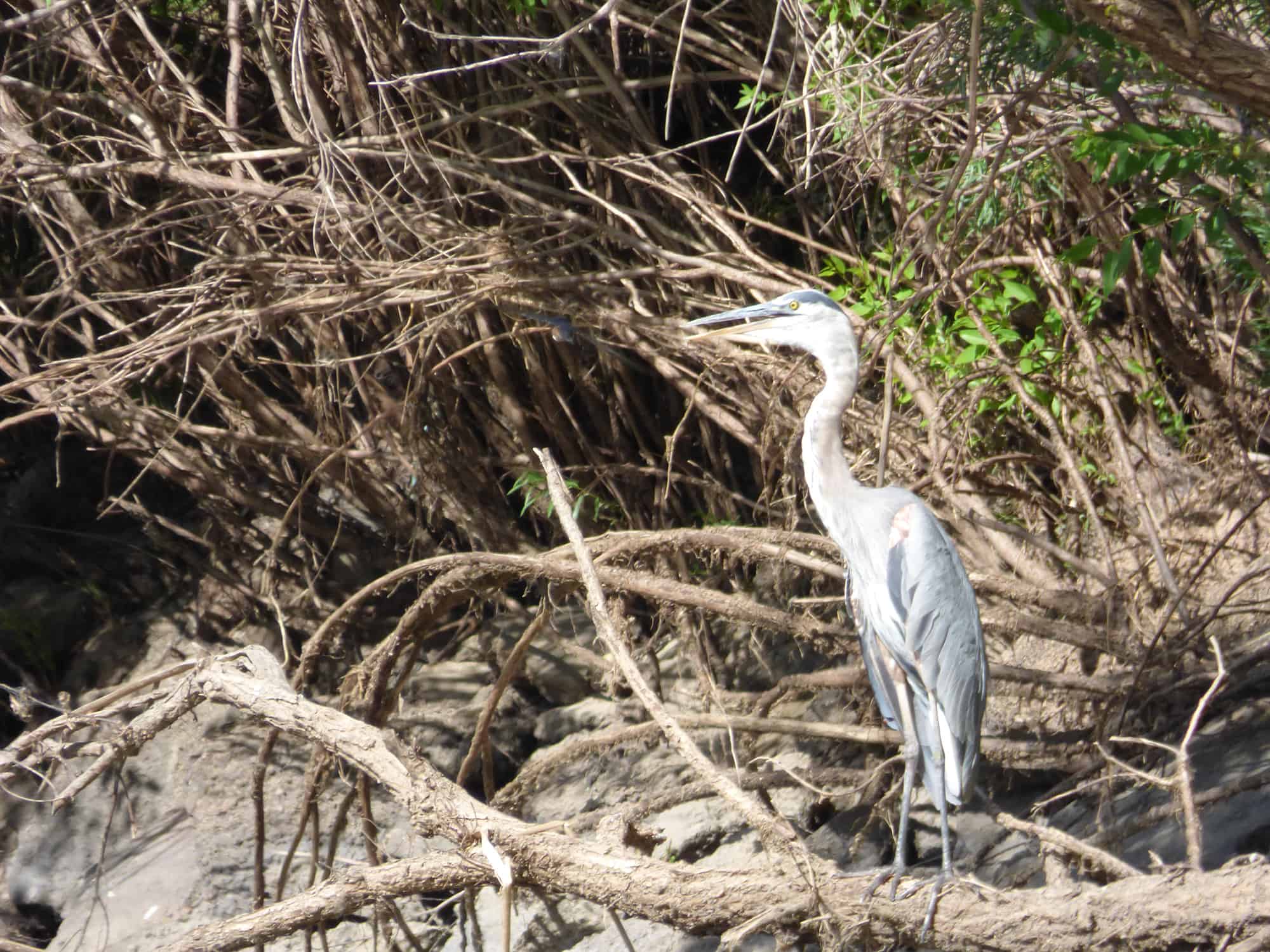 owl_st_vrain_river
