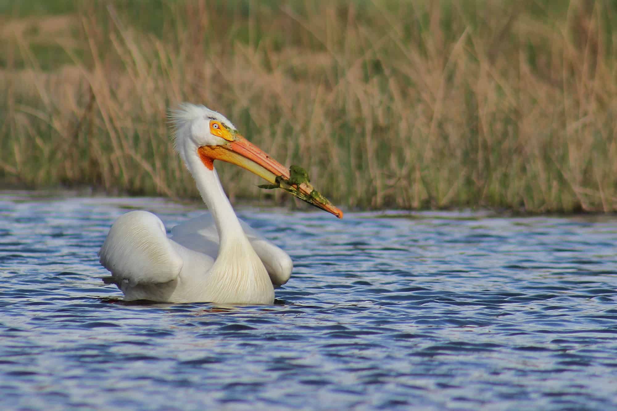Pelican Canoeing-Trips-Longmont Boulder