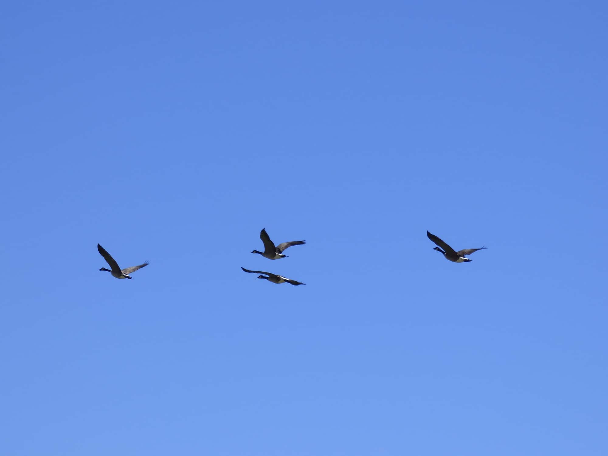 birds Canoeing-St Vrain-Longmont Boulder