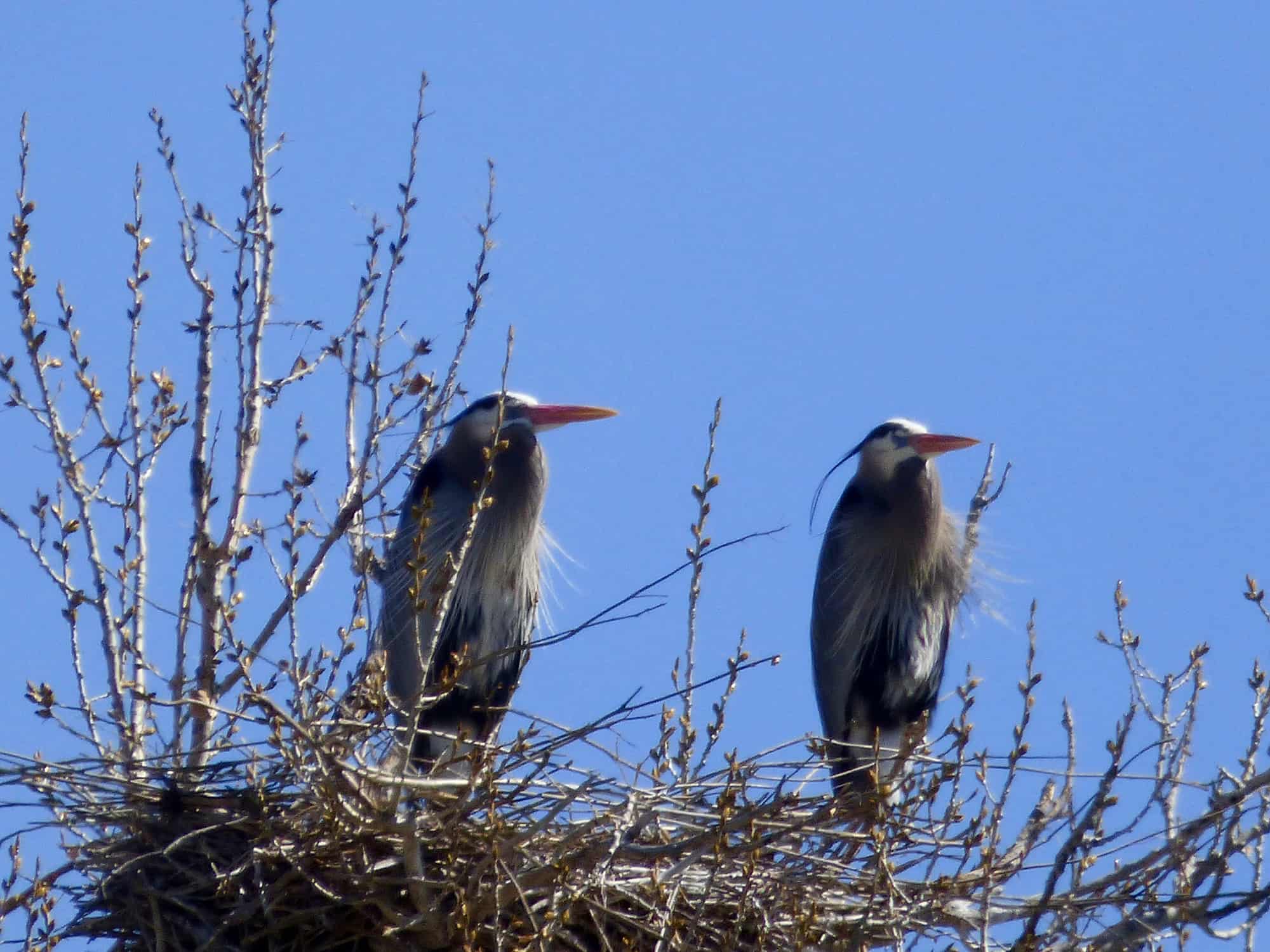 double heron-St-Vrain-River Longmont Boulder