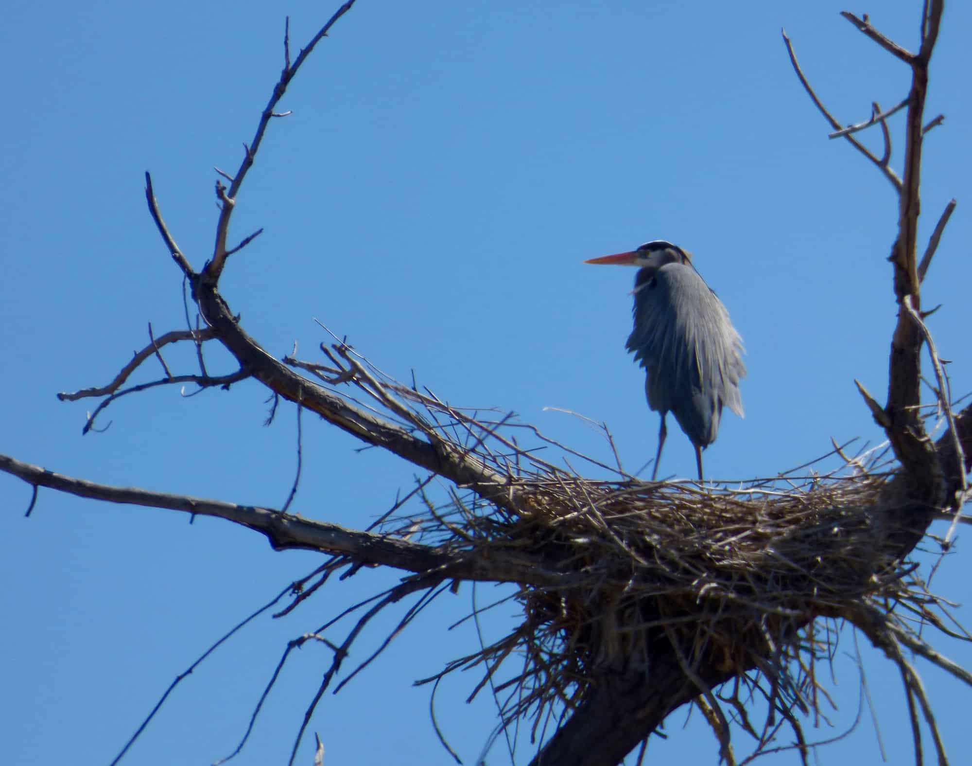 heron-St-Vrain-River Longmont Boulder