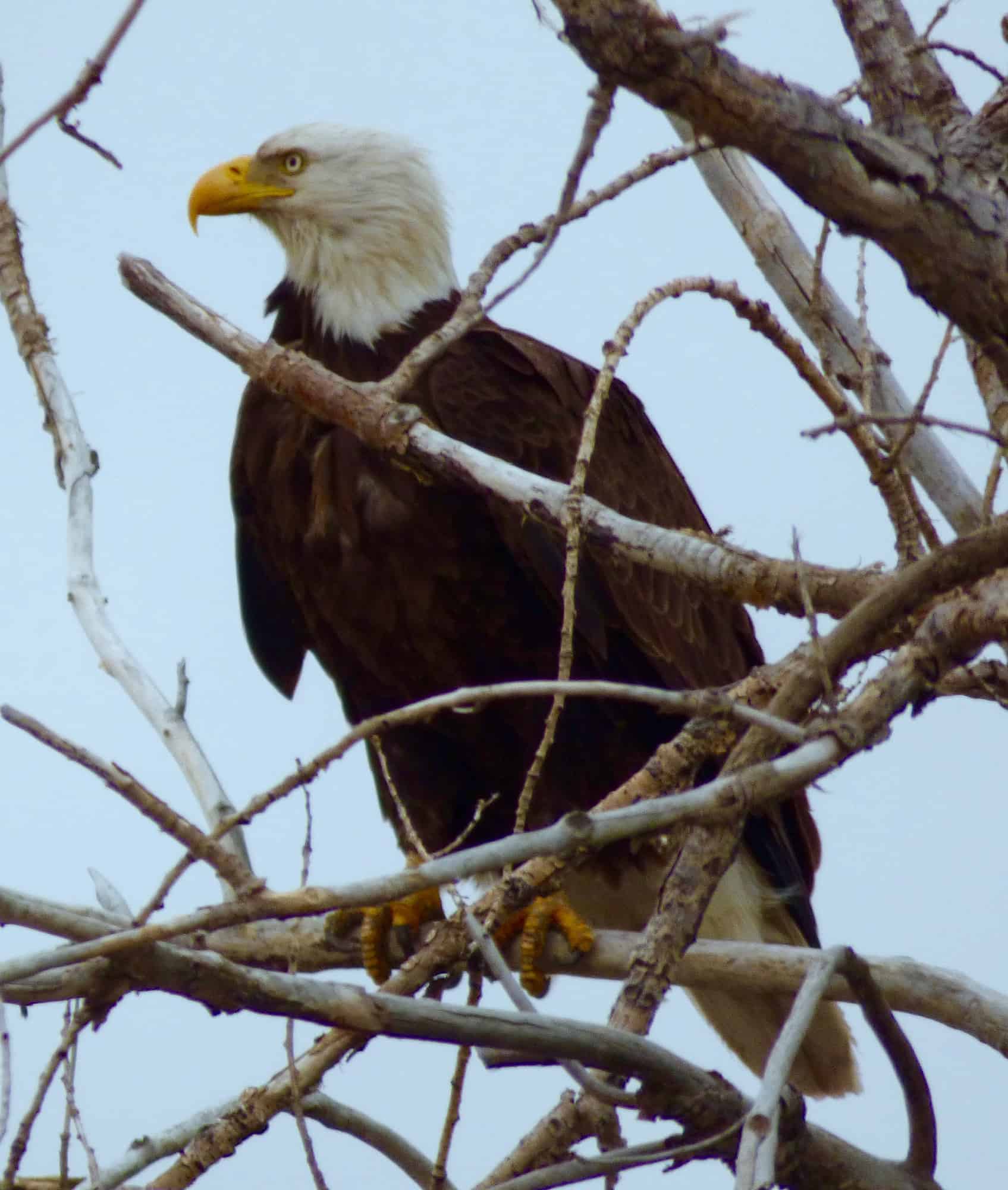 bald_eagle_st_vrain-River Longmont Boulder