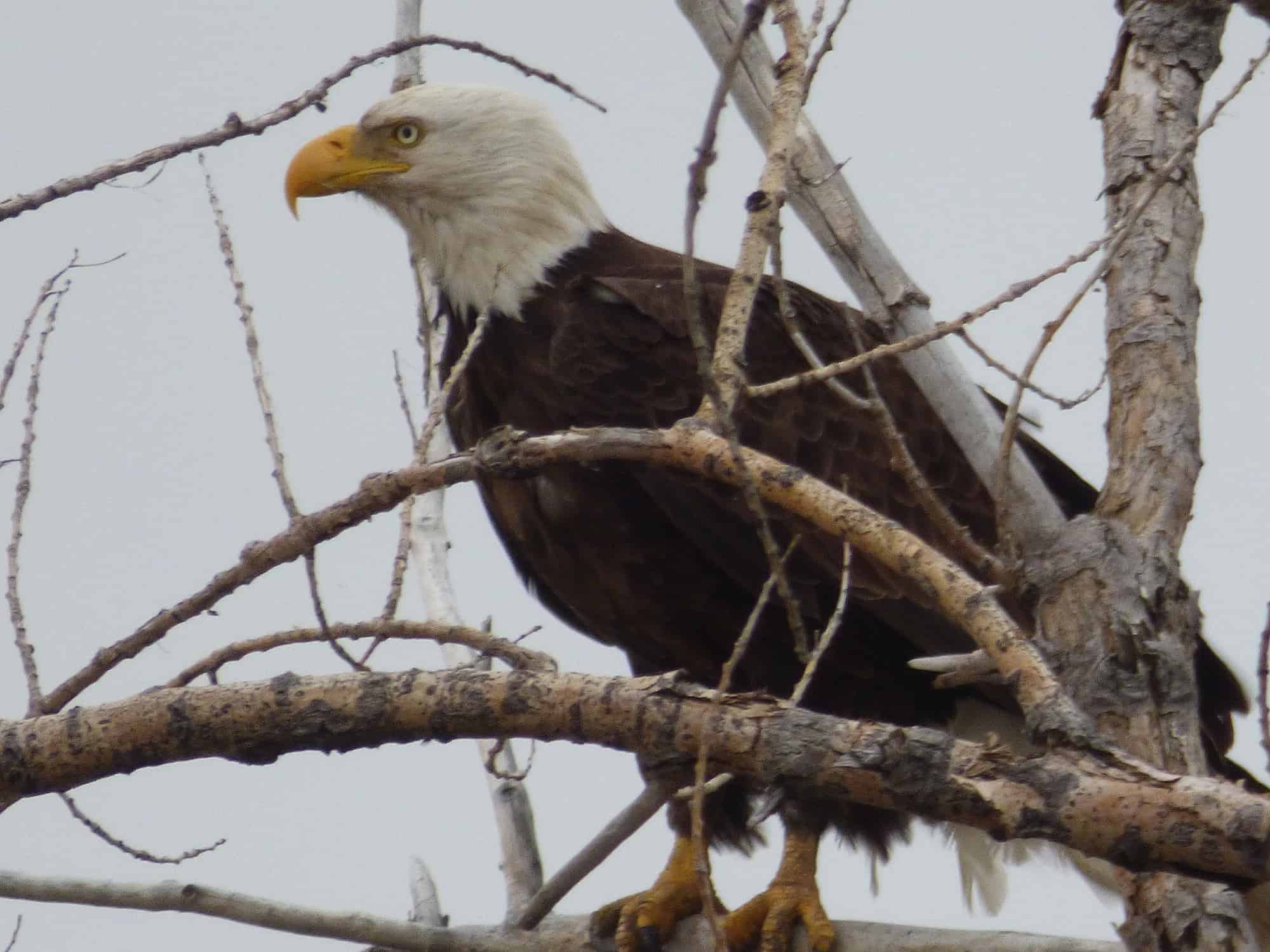 bald_eagle_st_vrain-River Longmont Boulder