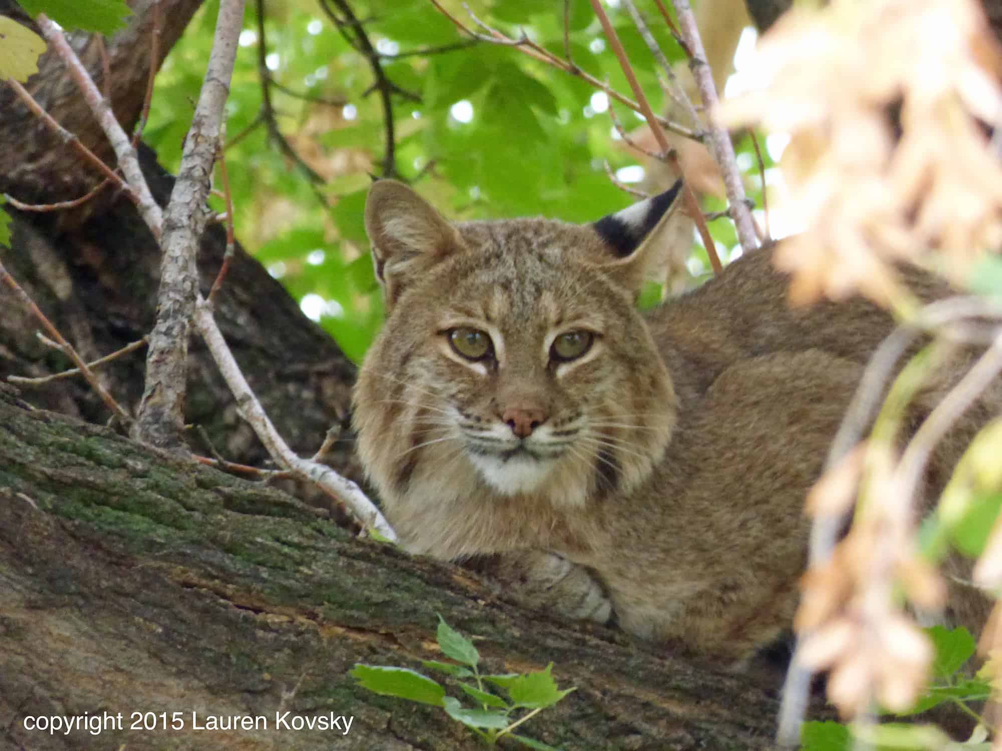 bob cat-Longmont-Boulder