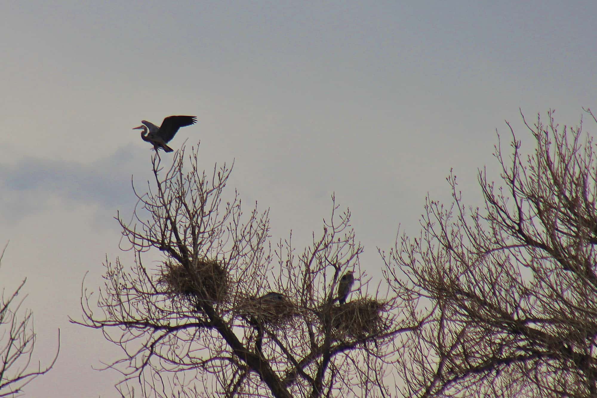 heron landing Guided-Canoeing-Trips-Longmont