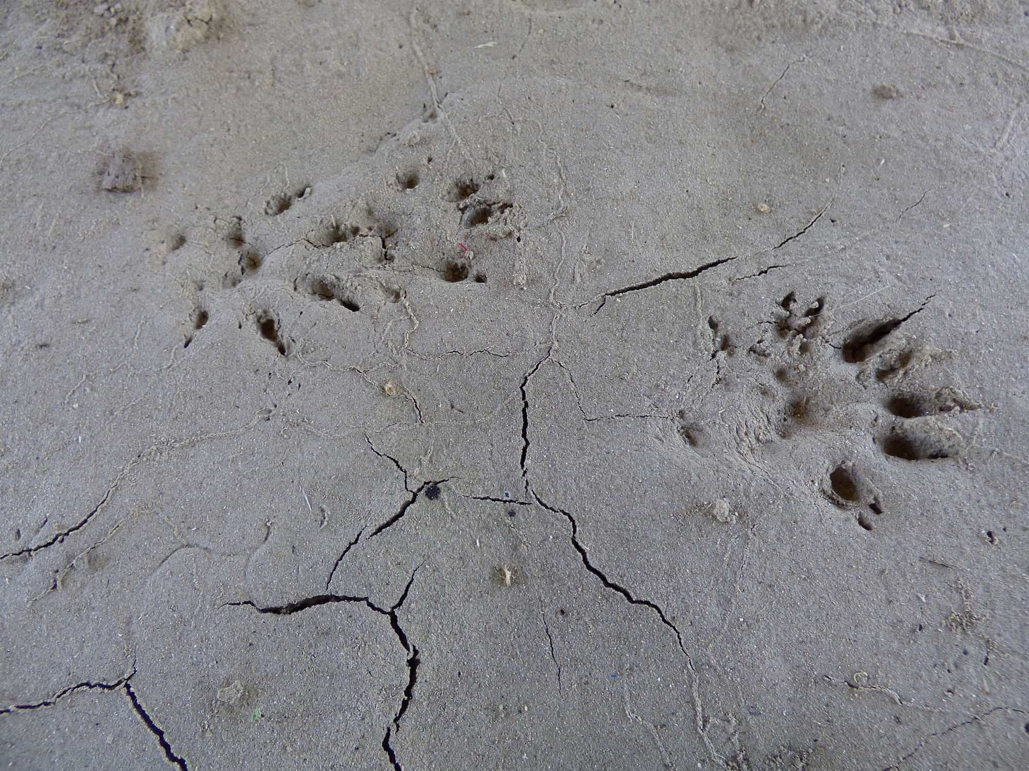mink tracks Guided-Canoeing-Trips-Longmont