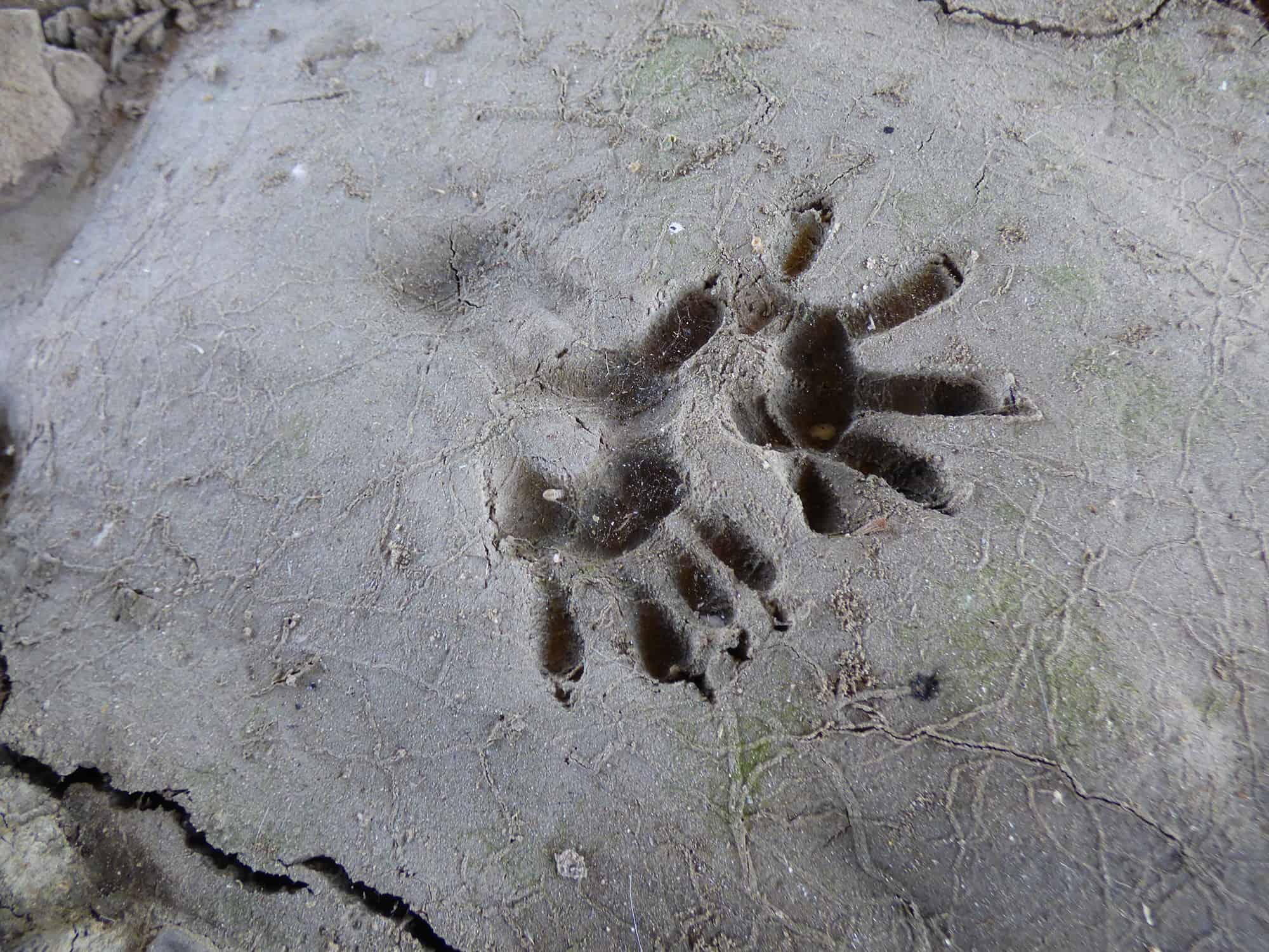 opossum_tracks Guided-Canoeing-Trips-Longmont