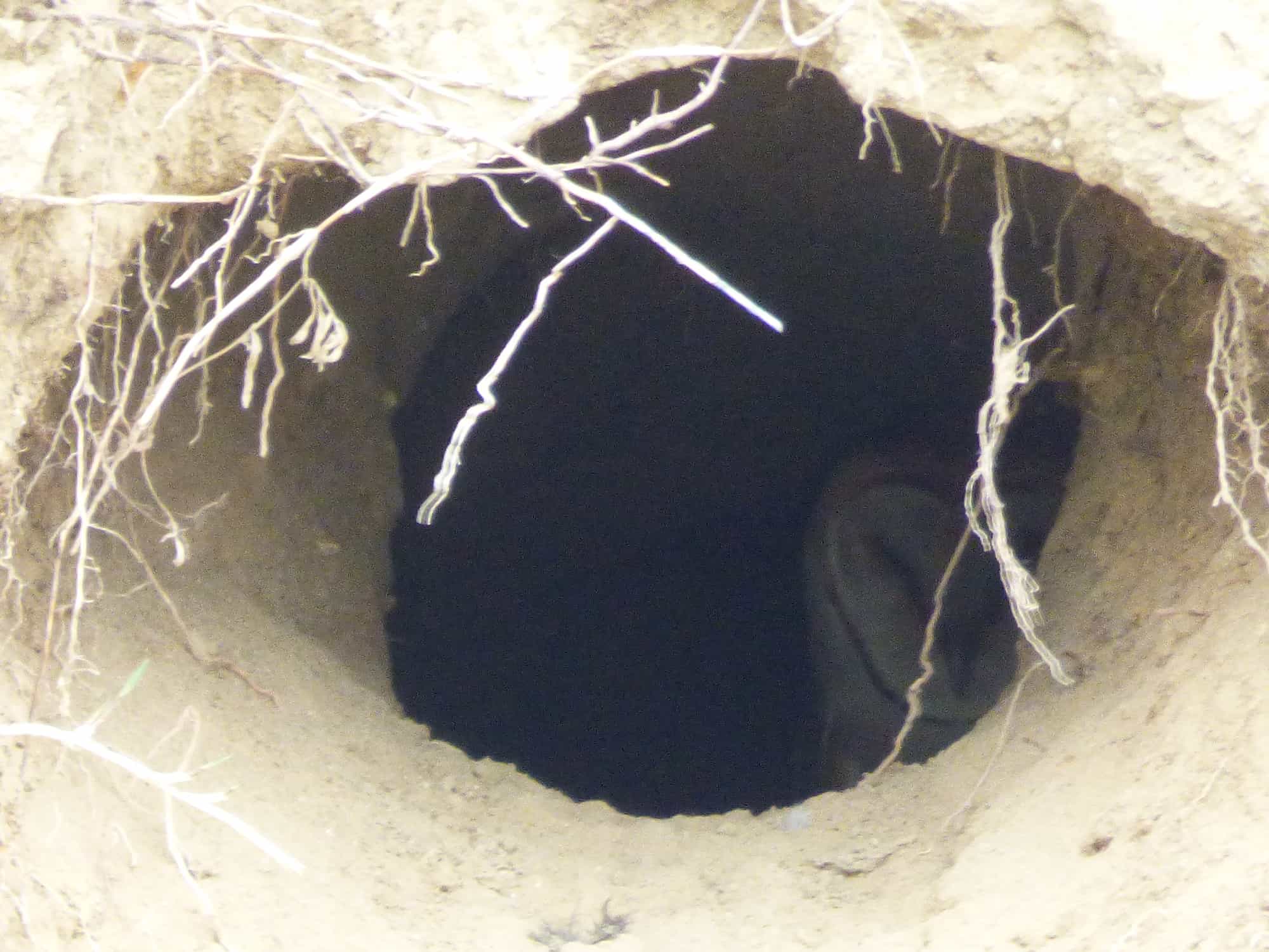 owl-St-Vrain-River Longmont Boulder