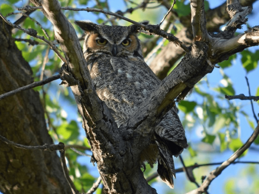 owl_st_vrain_river