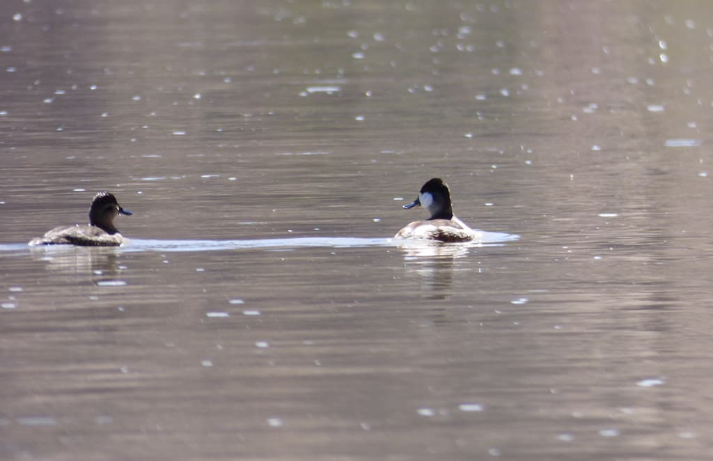 birds Canoeing-St Vrain-Longmont Boulder