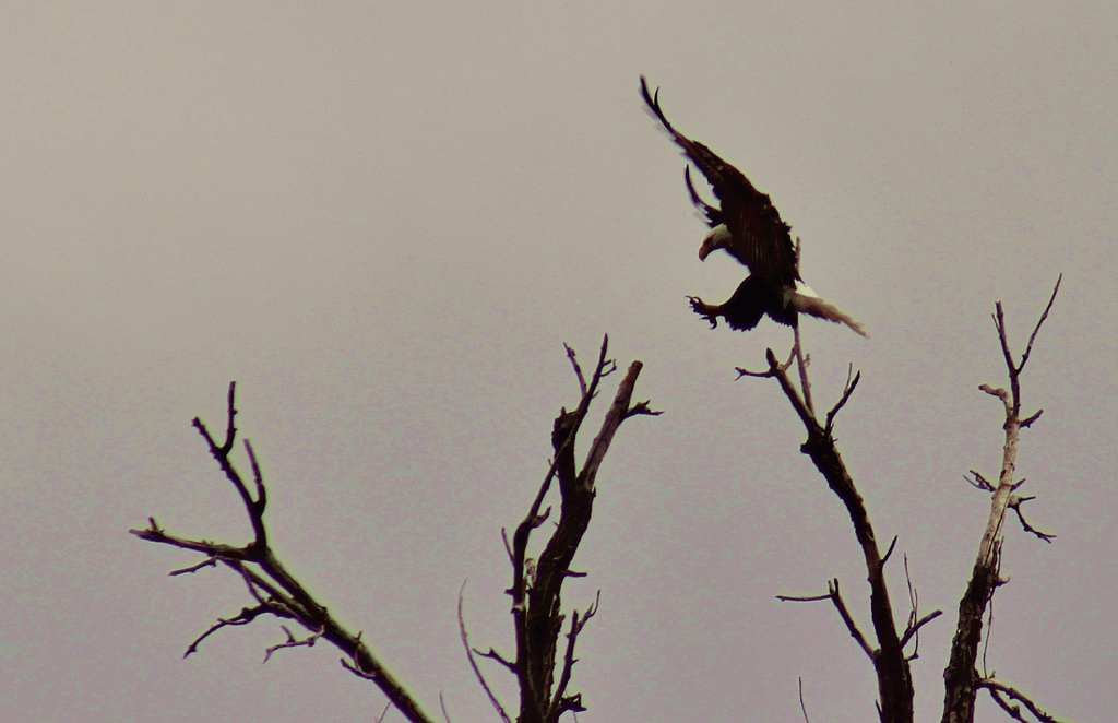 St-Vrain-Canoeing-Longmont-Bald-Eagle