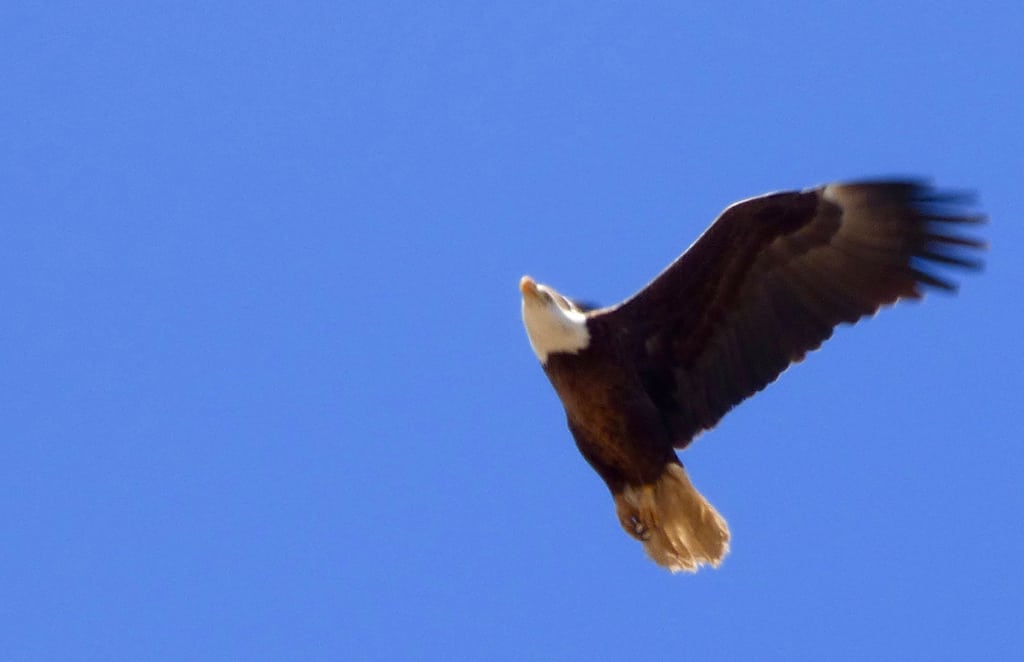 Guided-Canoeing-St-Vrain-River Longmont Boulder