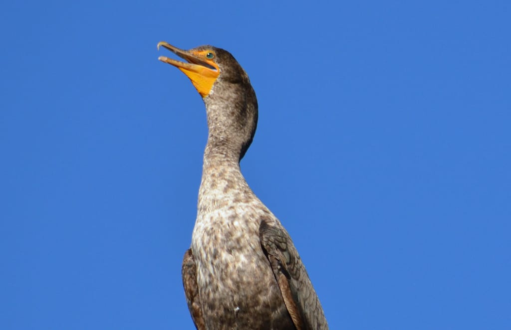 cormorant-big