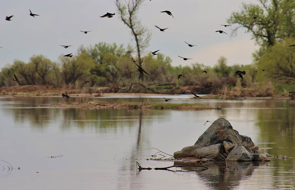 guided-canoeing-boulder-longmont-wildlife