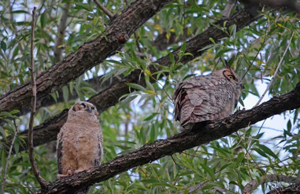 owl-baby-and-mama Guided-Canoeing-Trips-Longmont