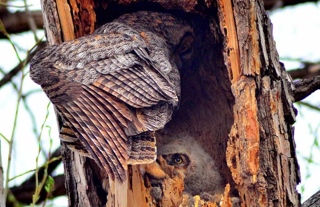 owl-baby Guided-Canoeing-Trips-Longmont