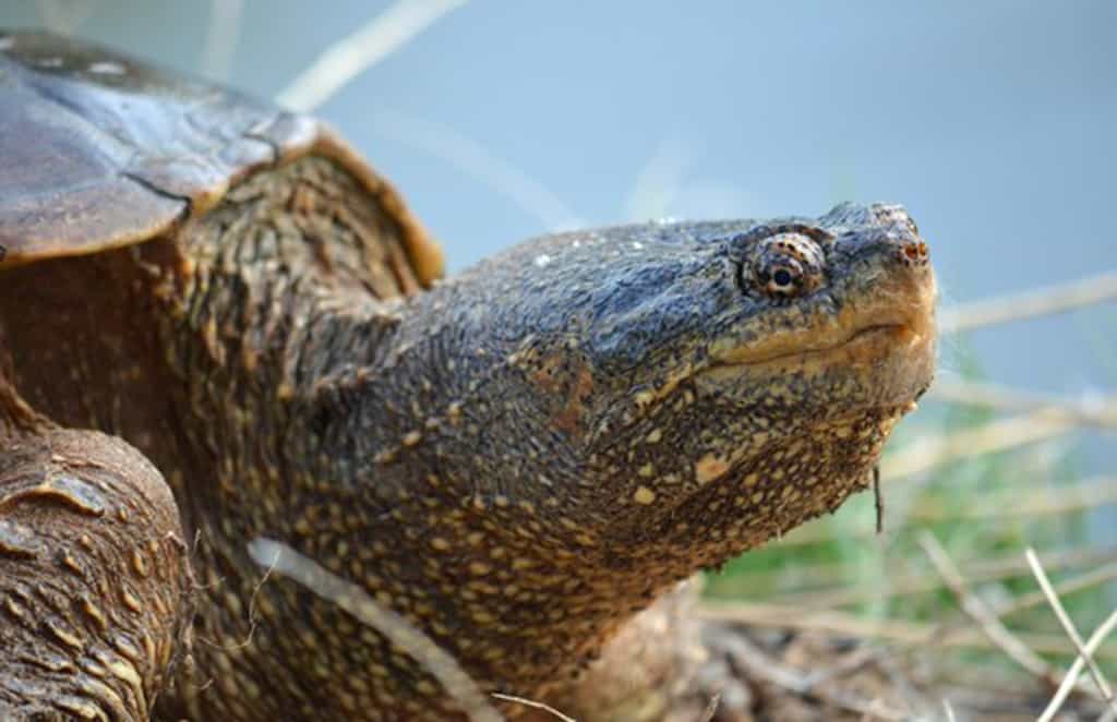 snapping turtle Canoeing-Trips-Longmont Boulder