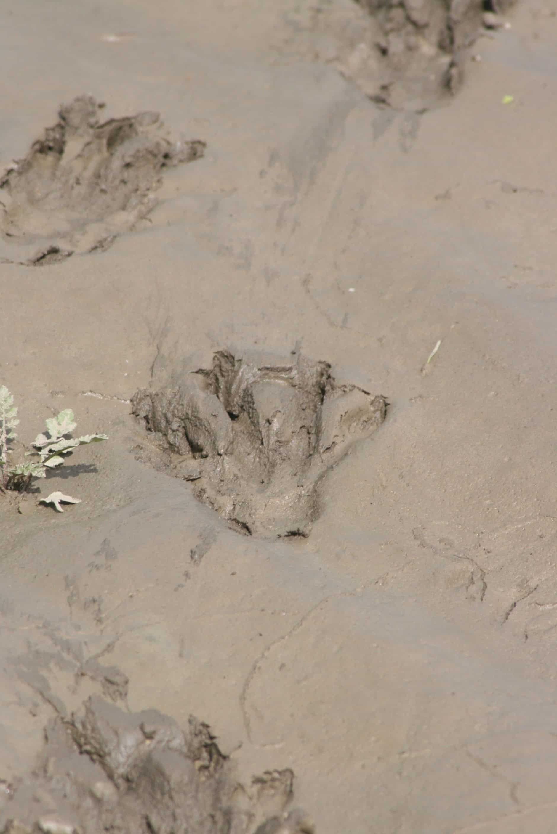 beaver tracks st vrain river canoeing