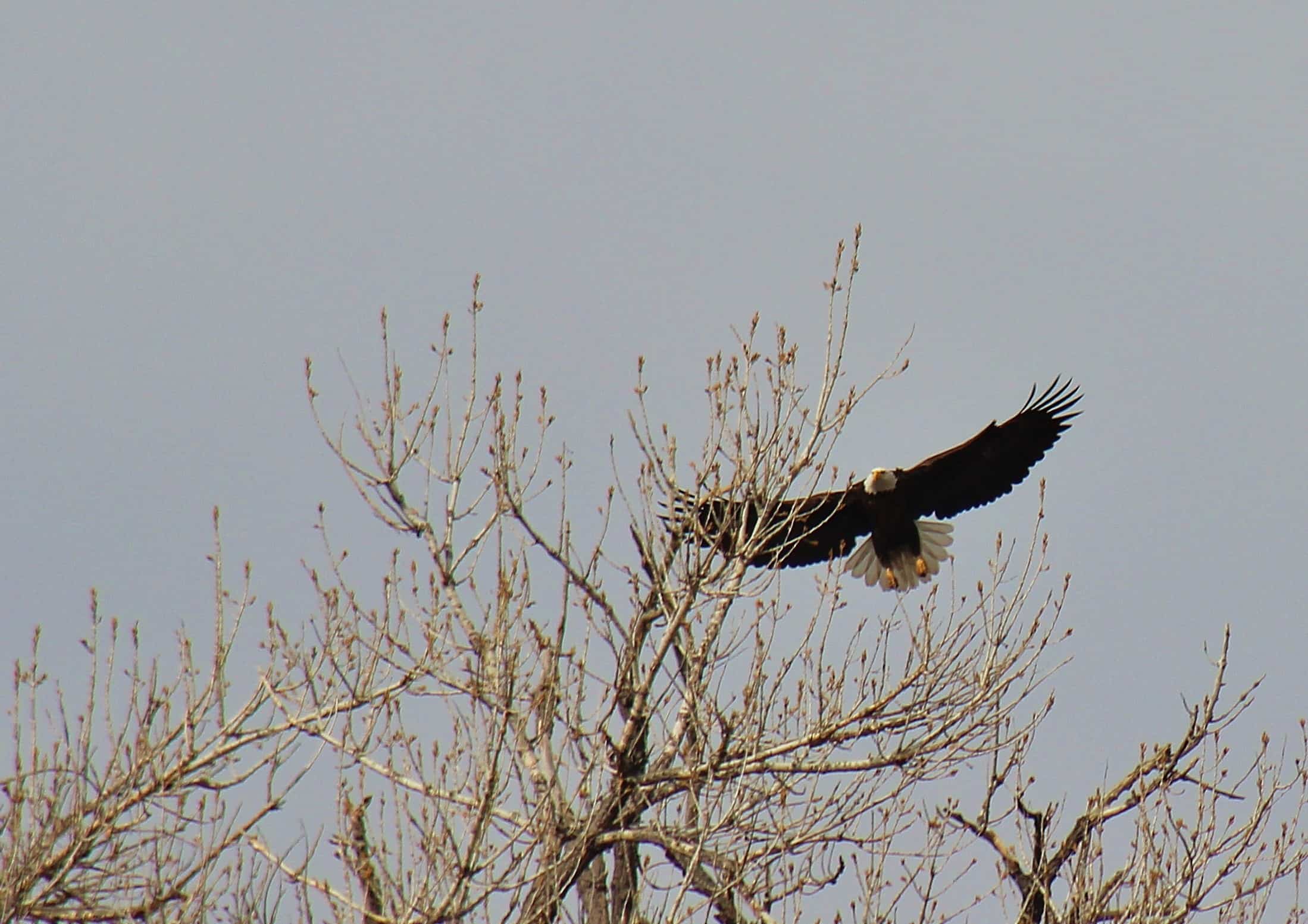 eagle-landing-st-vrain-canoeing