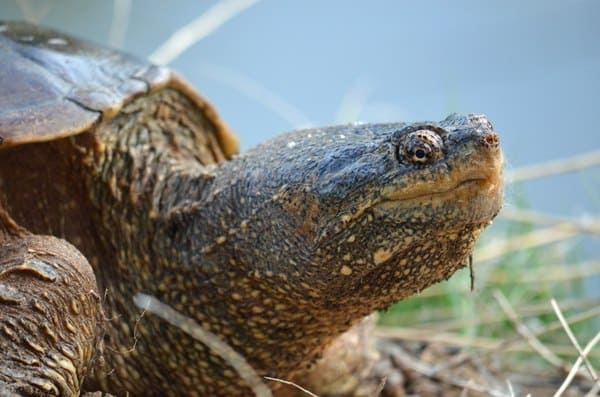snapping turtle Canoeing-Trips-Longmont Boulder