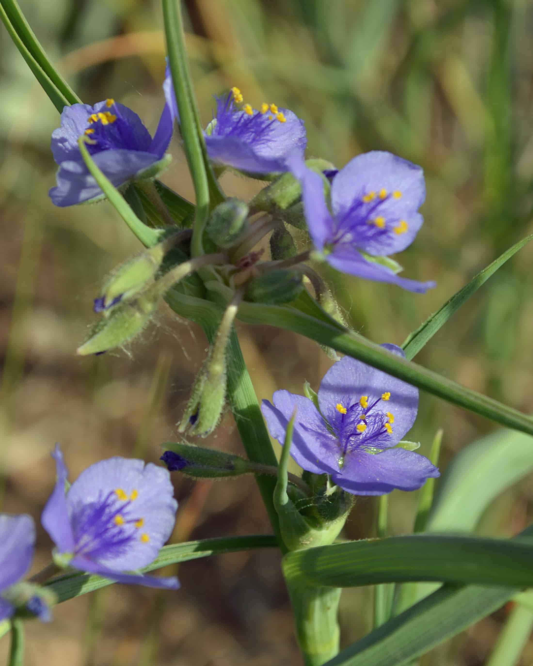 spider wort Canoeing-Trips-Longmont Boulder