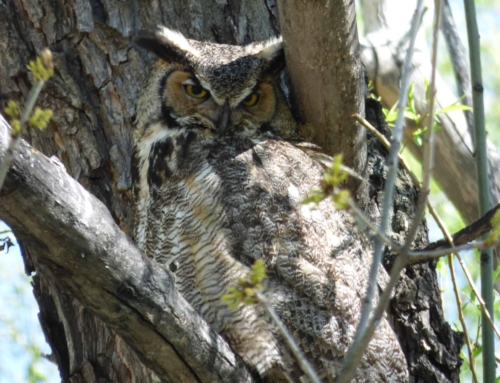 Great horned owls hunting outside of my house this morning!!